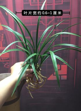 绿植矮种盆栽冬季带花苞细叶寒兰