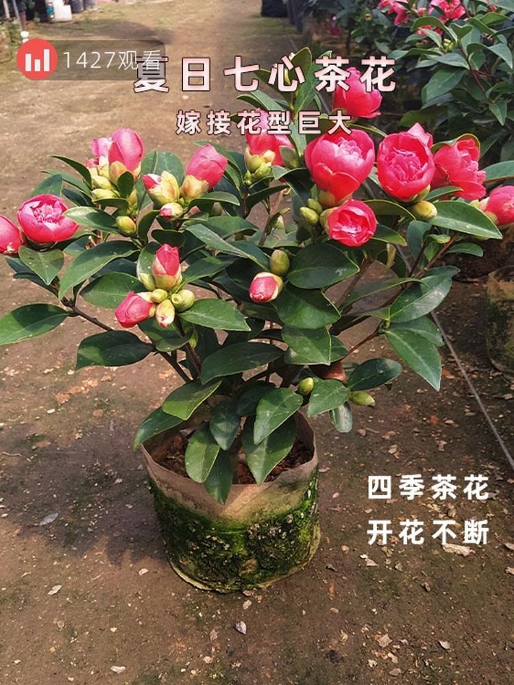 四季茶花夏日七心树苗盆栽带花苞茶花