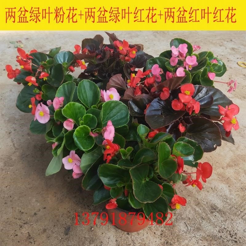玻璃翠重瓣带花盆栽丽格海棠包邮图片