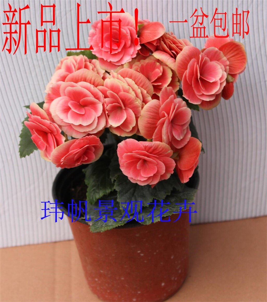 盆栽花卉 丽格海棠 玫瑰海棠 四季海棠花苗重瓣带花发货包邮