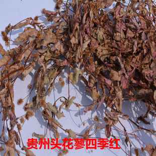 野生中药材石莽草 头花蓼 小红藤 红花地丁 绣球草 惊风草 石辣蓼