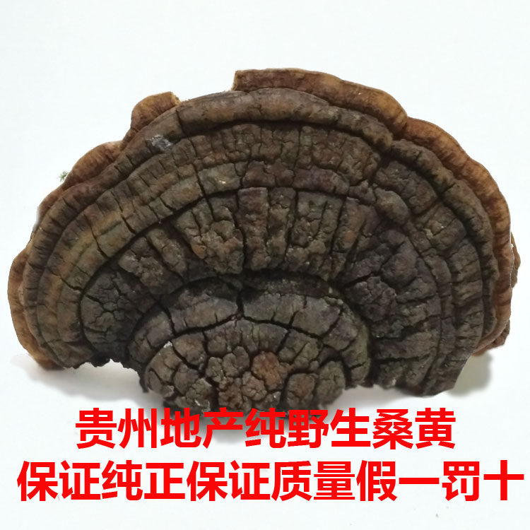 贵州野生桑树桑黄中药材正品整朵桑黄菌种250g胡孙眼桑耳针层孔菌