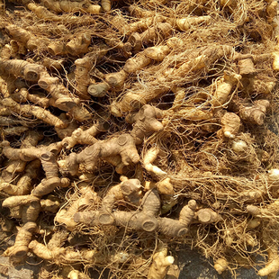 贵州野生鸡头黄精中药材新鲜现挖可种植 小黄精竹叶黄精500g包邮