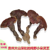 菌灵芝 木灵芝 万年蕈灵芝草 红芝 贵州纯野生新货赤灵芝泡酒泡茶