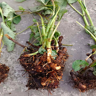 新鲜苦荞麦根 野南荞 土三七金乔麦 苦荞头 中药材开金锁500g包邮