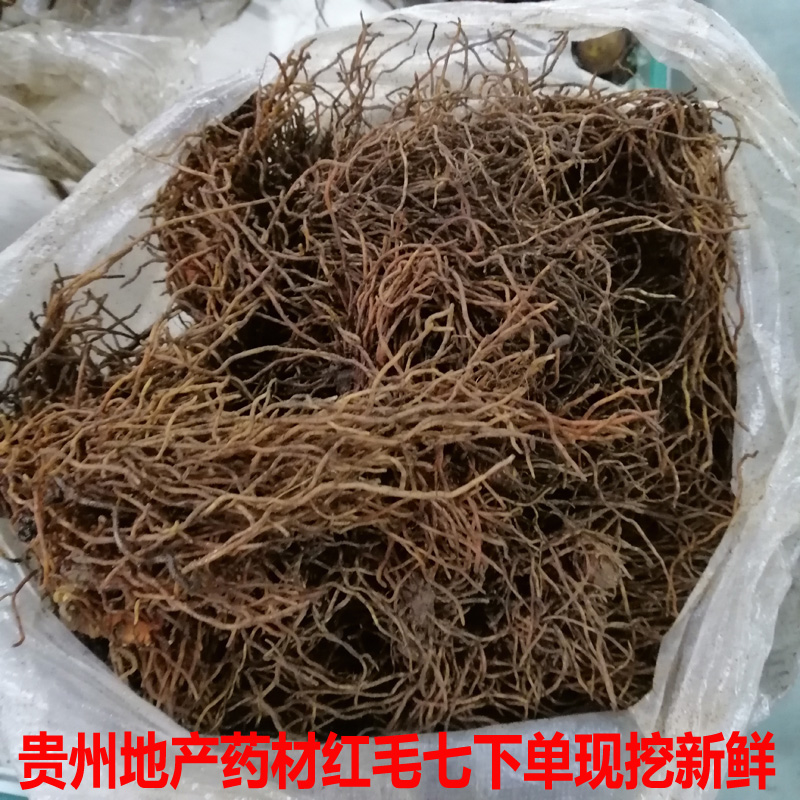 红毛七贵州野生新鲜中药材 红毛漆 鸡骨升麻 金丝七 500克包邮