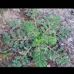 新鲜麦蒿播娘蒿米米蒿菜饺子馅非白蒿柳蒿芽面条菜3斤包邮