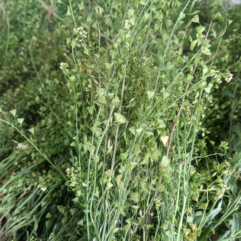 干荠菜自然晒干带籽带根整株月子驱寒煮水煮鸡蛋纯野生荠菜包邮
