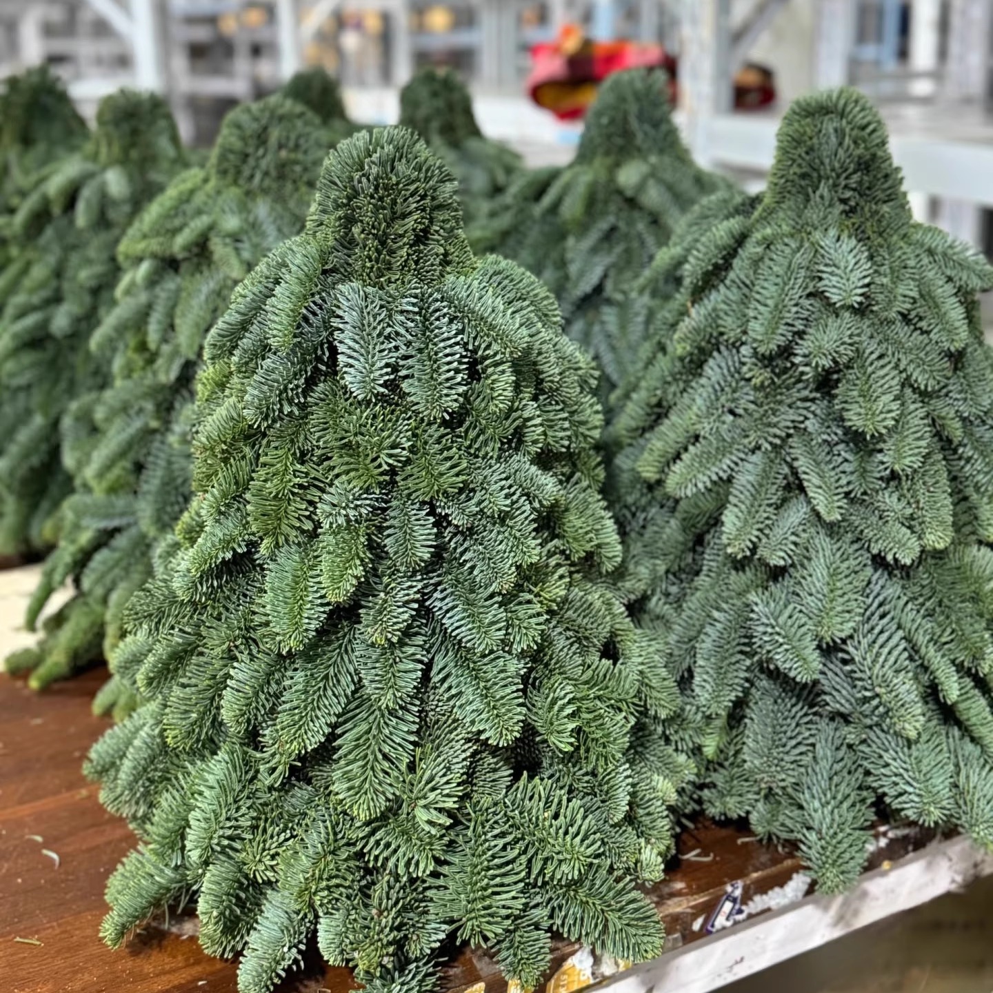 进口诺贝松圣诞树鲜切枝圣诞饰品