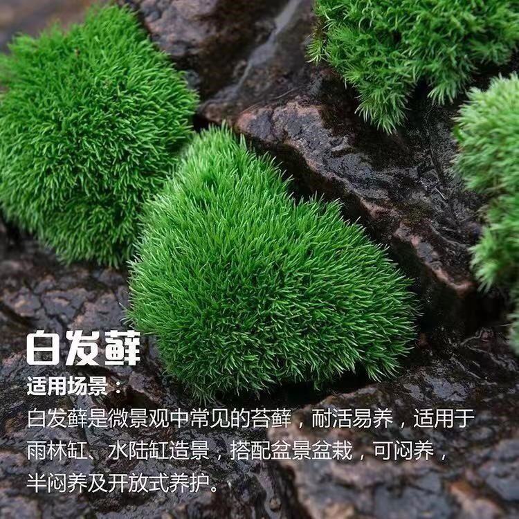 短绒苔藓微景观植物材料朵朵鲜