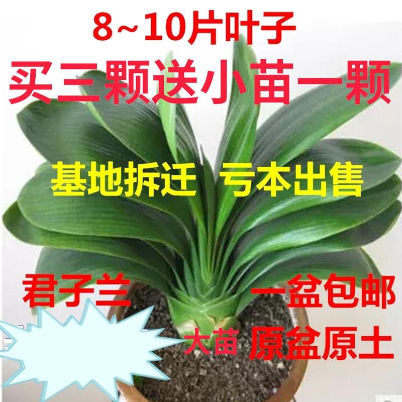 君子兰小苗四季开花绿植精品君子兰盆栽室内大苗带花兰花苗.