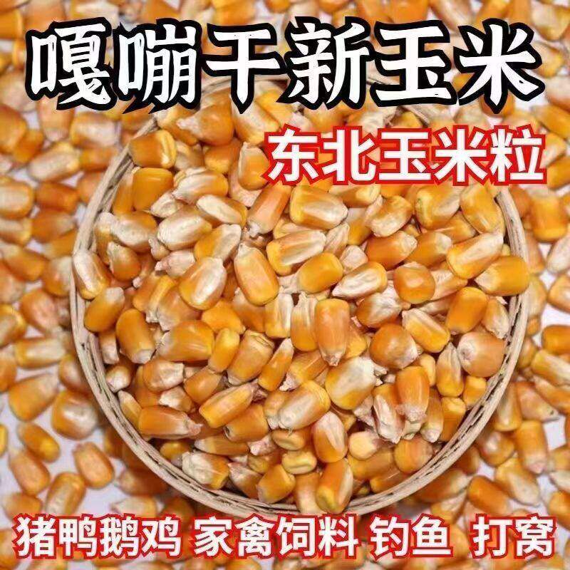 金秋特惠东北新玉米粒鸡