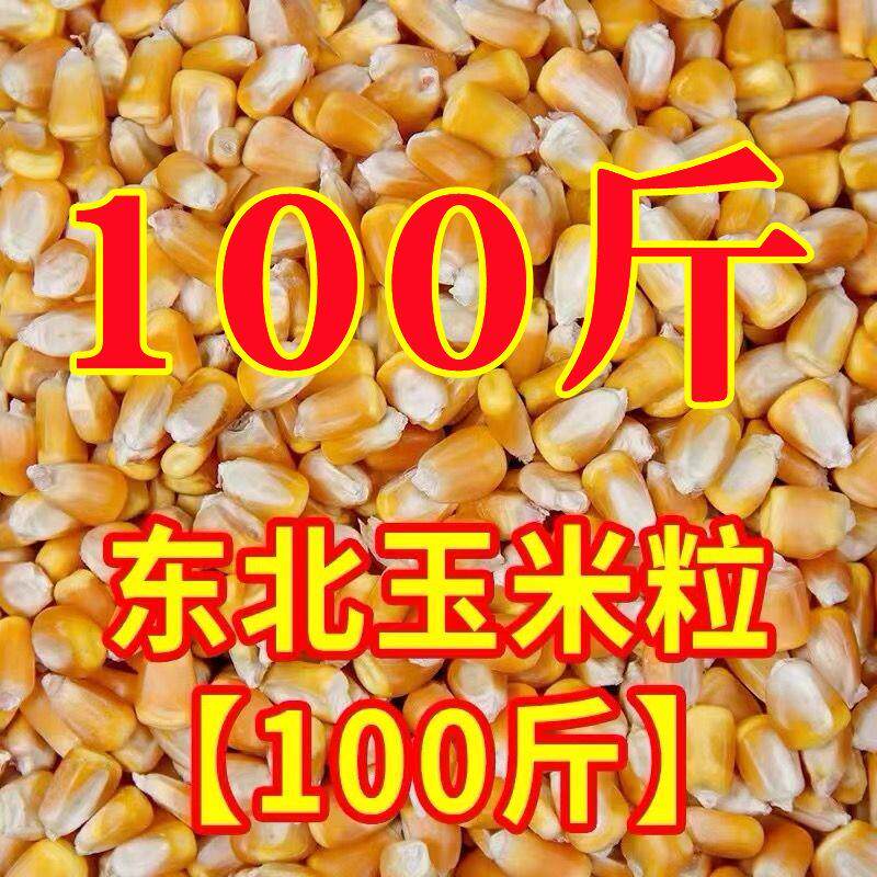 100大斤玉米粒喂鸡干玉米碎鸭鹅猪粮食干玉米饲料原料钓鱼打窝料
