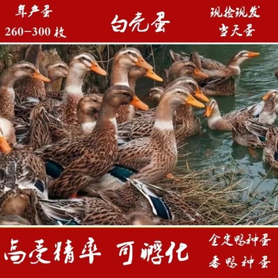 纯种绿头肉麻鸭受精卵可孵化种蛋柯尔宠物小黄鸭大种高产绿壳鸭蛋