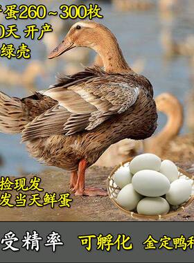 金定鸭麻鸭受精蛋可孵化高产绿壳水鸭土鸭种蛋宠物小黄鸭10枚包邮