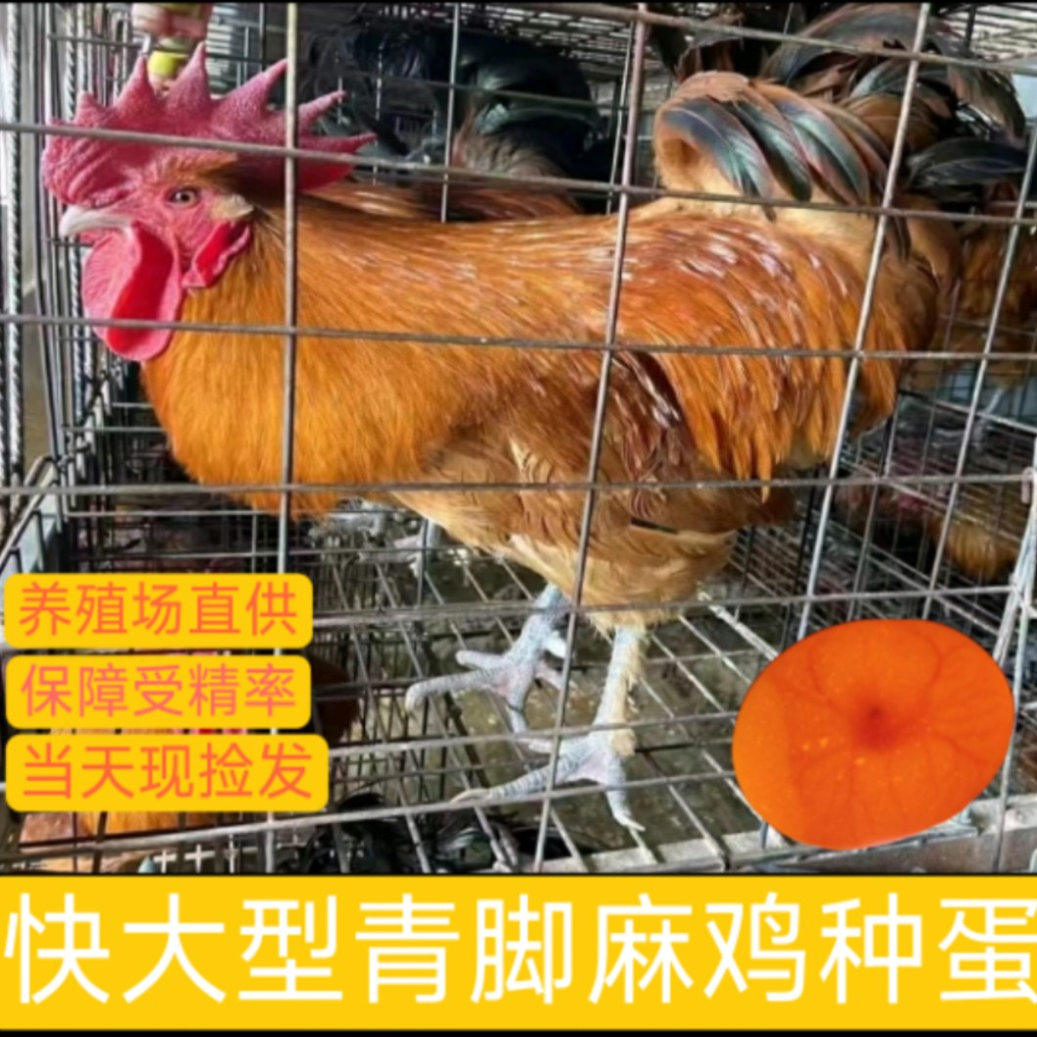 种蛋受精蛋可孵化小黄鸡散养土鸡蛋笨鸡蛋柴鸡蛋宠物鸡草鸡蛋代发