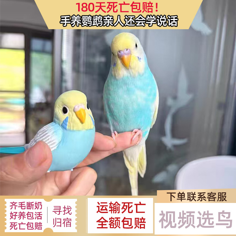 手养鸟鹦鹉金彩大头纯血统国血小鸟活鸟可教说话宠物特色鹦鹉活体图片