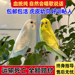 鹦鹉活鸟虎皮鹦鹉活物会学说话的鸟类宠物鸟云斑小型活体家养小鸟