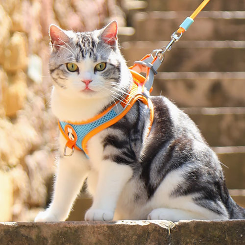猫咪牵引绳防挣脱专用猫绳小型犬胸背带绳子溜猫绳宠物牵狗绳遛狗