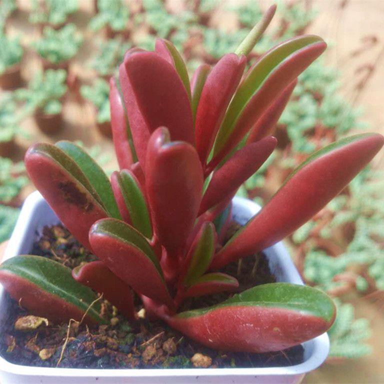 红背椒草多肉植物 新品肉肉盆栽 稀有品种红背椒草桌面肉肉