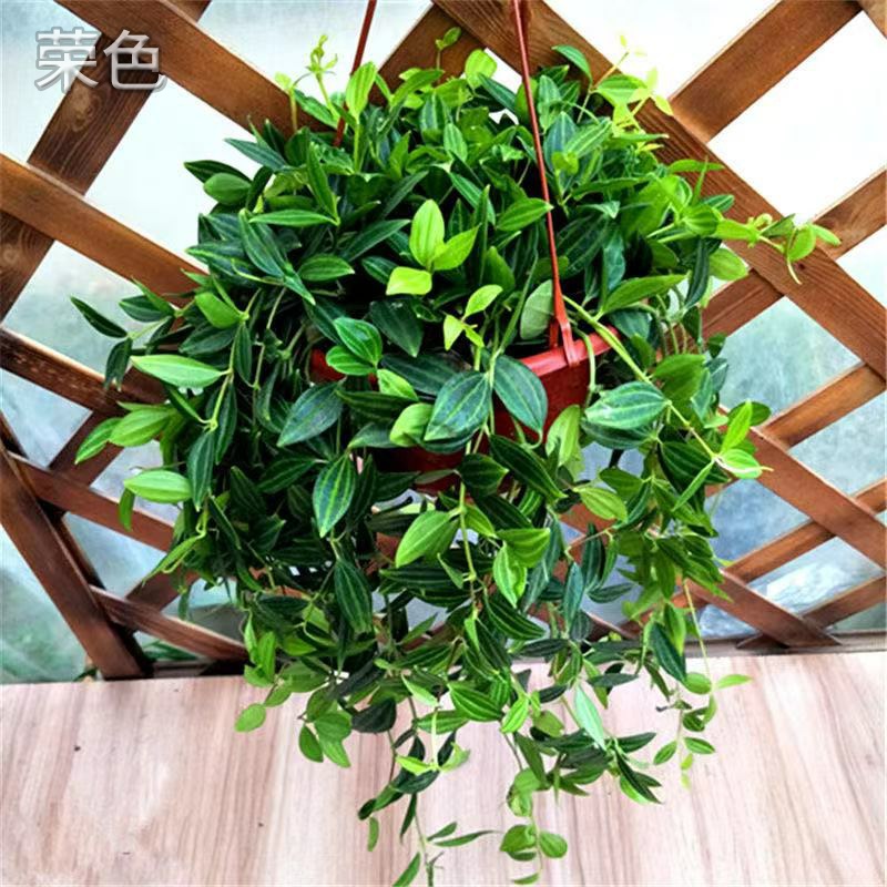 新品钻石翡翠吊兰室内花卉盆栽吊兰盆栽绿植花卉四季常青易活植物