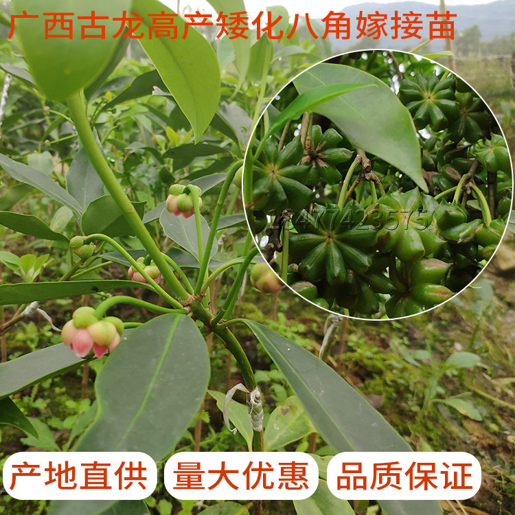 嫁接苗大红八角苗 广西藤县古龙镇高产嫁接营养杯大料常绿树苗