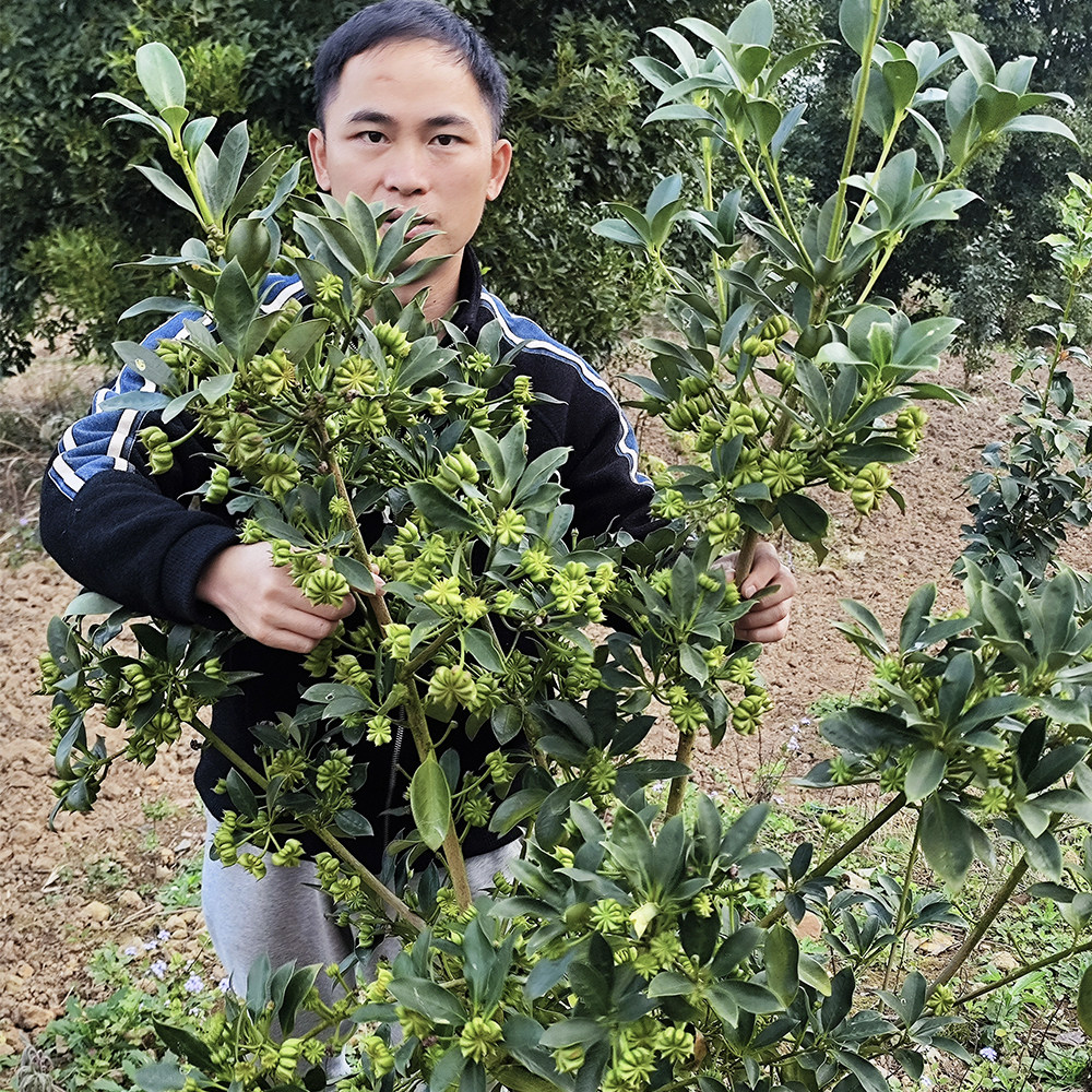 嫁接苗大红八角苗 广西藤县古龙镇高产嫁接营养杯大料常绿树苗