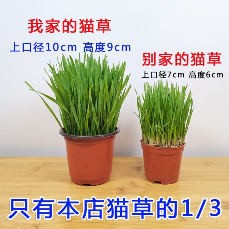 猫草已种好水培a猫草盆栽种子种籽猫咪化毛草去毛球用品猫薄荷零
