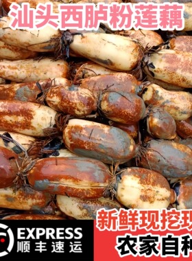乡里阿蓉【西胪咸水莲藕】新花莲藕嫩粉食用糯香新鲜现挖带泥现发