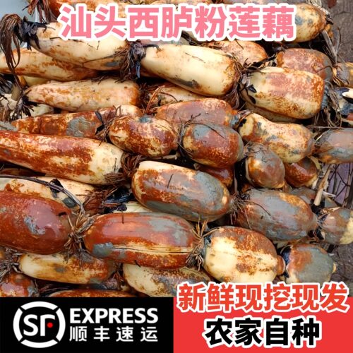 乡里阿蓉【西胪咸水莲藕】新花莲藕嫩粉食用糯香新鲜现挖带泥现发
