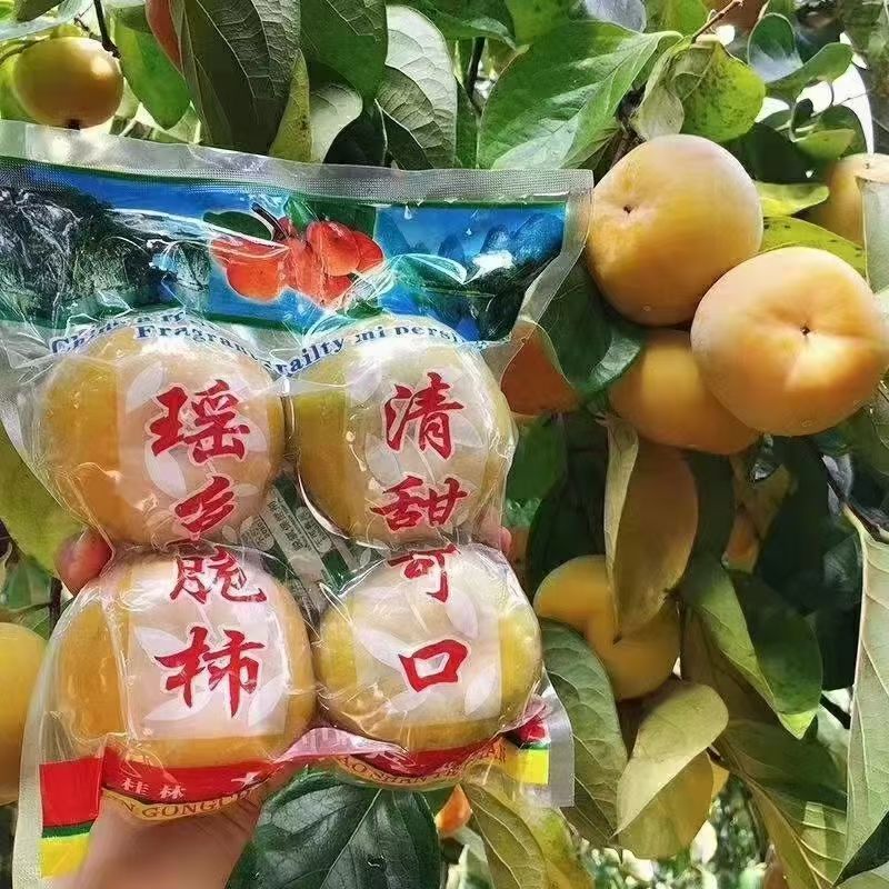 乡里阿蓉【甜脆柿】柿子脆柿子清甜当季水果新鲜水果中秋送礼佳品