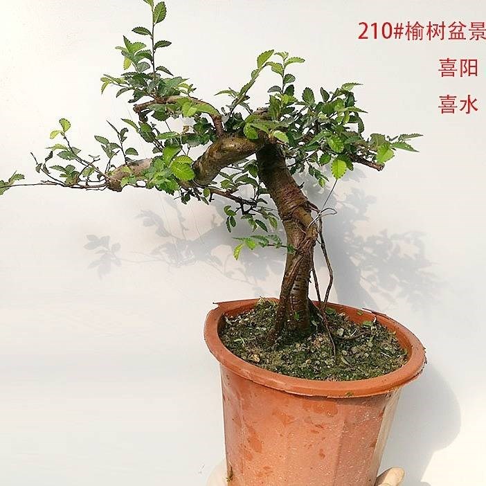 小叶榔榆盆景*榆树盆景小叶榔榆榆钱树悬崖植物花盆栽老桩造型绿