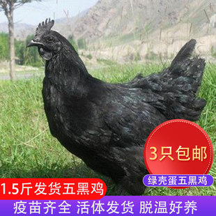 1.5斤五黑鸡活鸡包活到家乌骨鸡散养正宗产蛋鸡乌骨肉绿壳蛋鸡