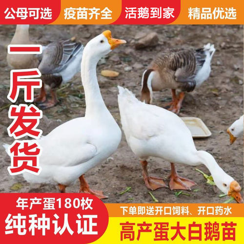 一斤白鹅四季大白鹅活鹅包活到家产蛋鹅三花鹅宠物鸡散养正宗