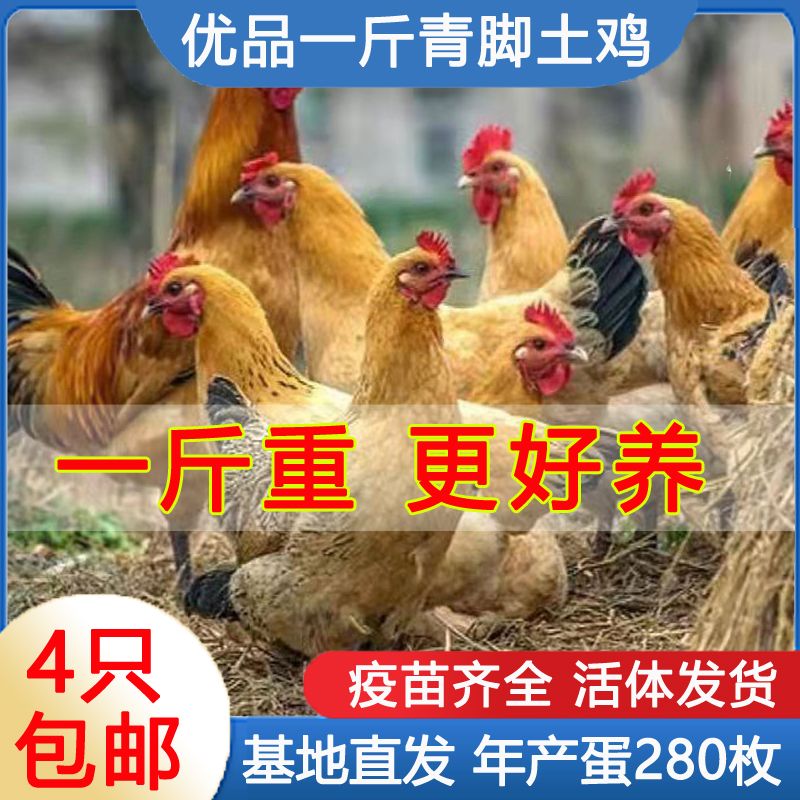 一斤青脚土鸡活鸡包活到家农家散养正宗草鸡本地鸡家养宠物鸡幼鸡