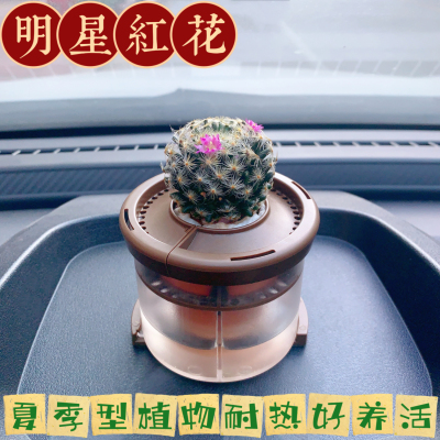 车载摆件芭奇多肉吸甲醛净化空气