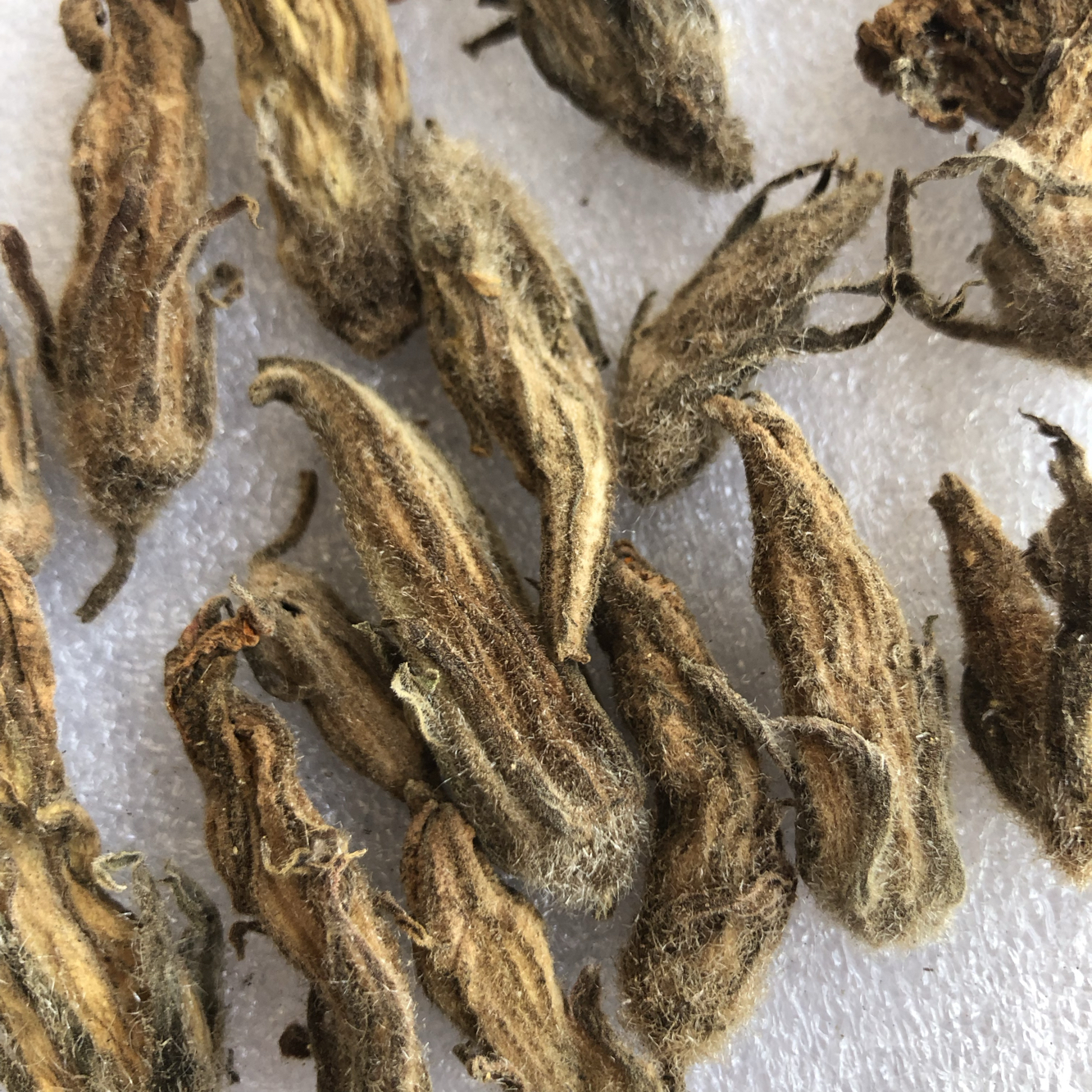 干南瓜花新鲜新货今年