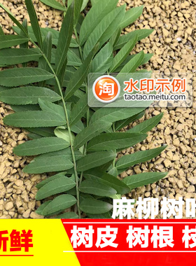 新鲜麻柳树叶子枫杨树根树皮树根农村自己家采摘绿色天然无硫包邮