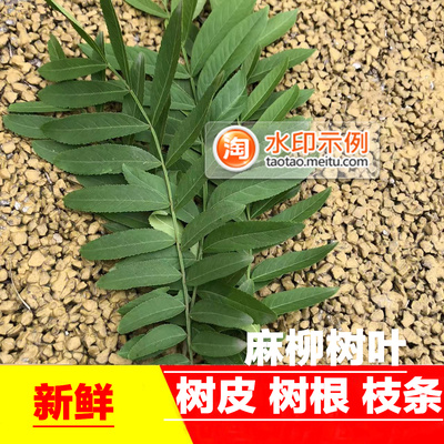 新鲜麻柳树叶子无硫包邮