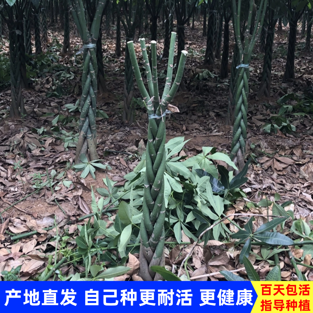 大型五辫发财树客厅盆栽特大棵辫子室内造型发财树盆景招财大绿植