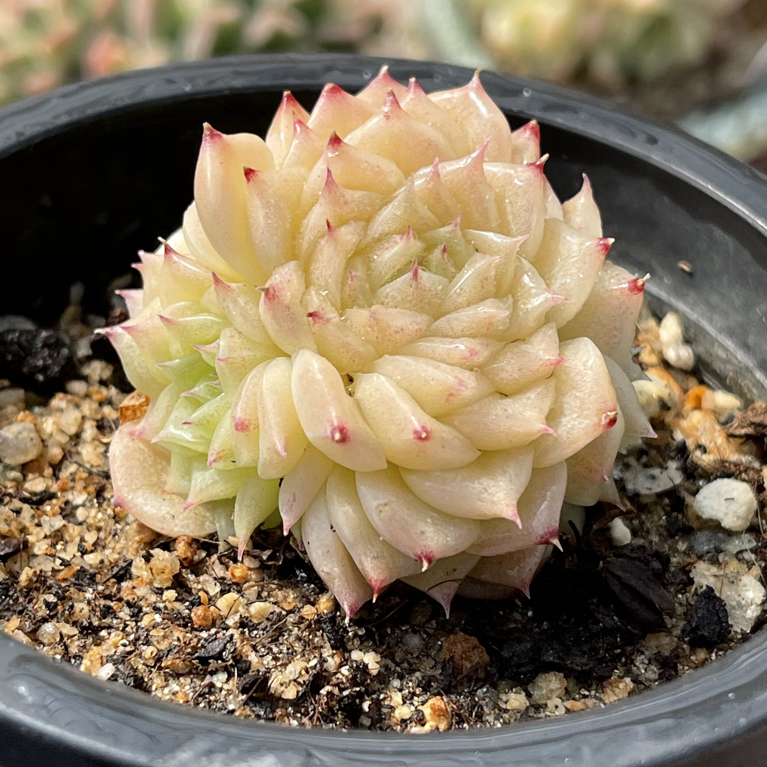 多肉植物萌肉肉特价 天猫多肉植物萌肉肉优惠券 淘宝多肉植物萌肉肉优惠卷免费领取 白菜哦