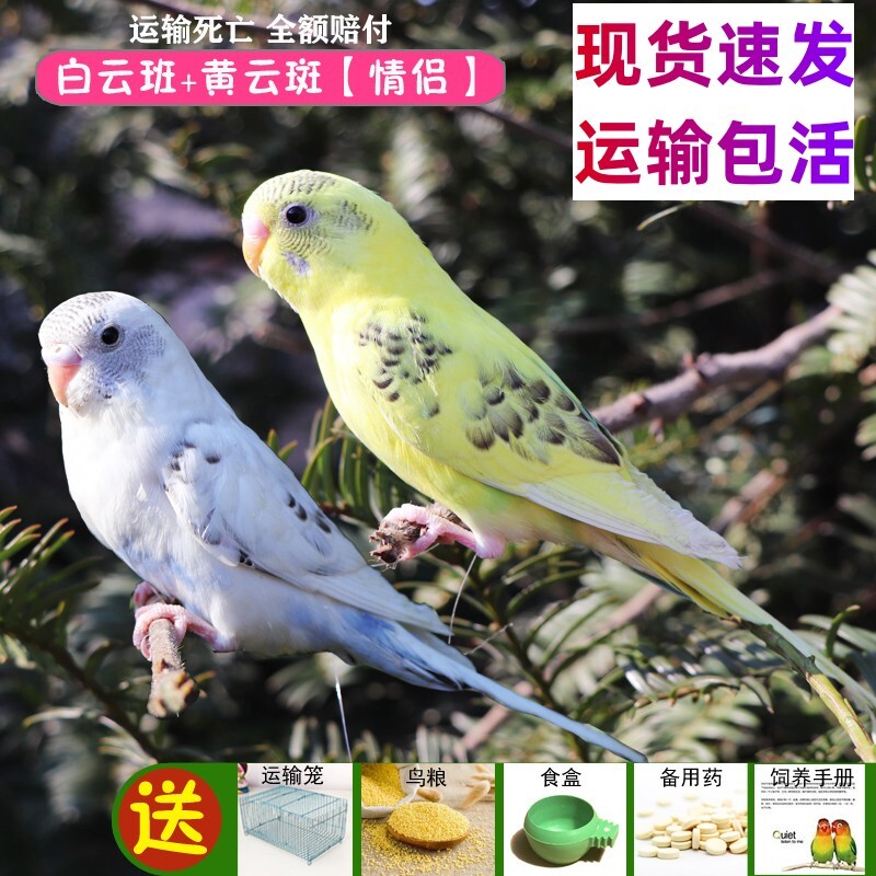 玄风会说话鹦鹉活体物鸟活物鹦鹉活鸟虎皮鹦鹉中小型云斑鹦鹉宠物