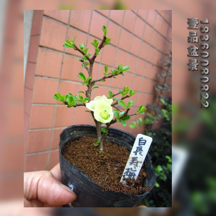 花卉长寿梅盆景白花一号性白花品种微型盆景