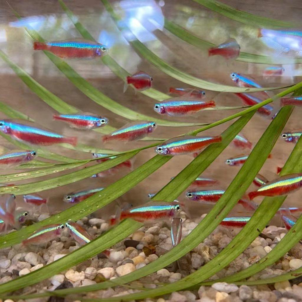 宝莲灯鱼活体灯科鱼淡水小型草缸群游好养耐活红绿灯热带观赏鱼苗