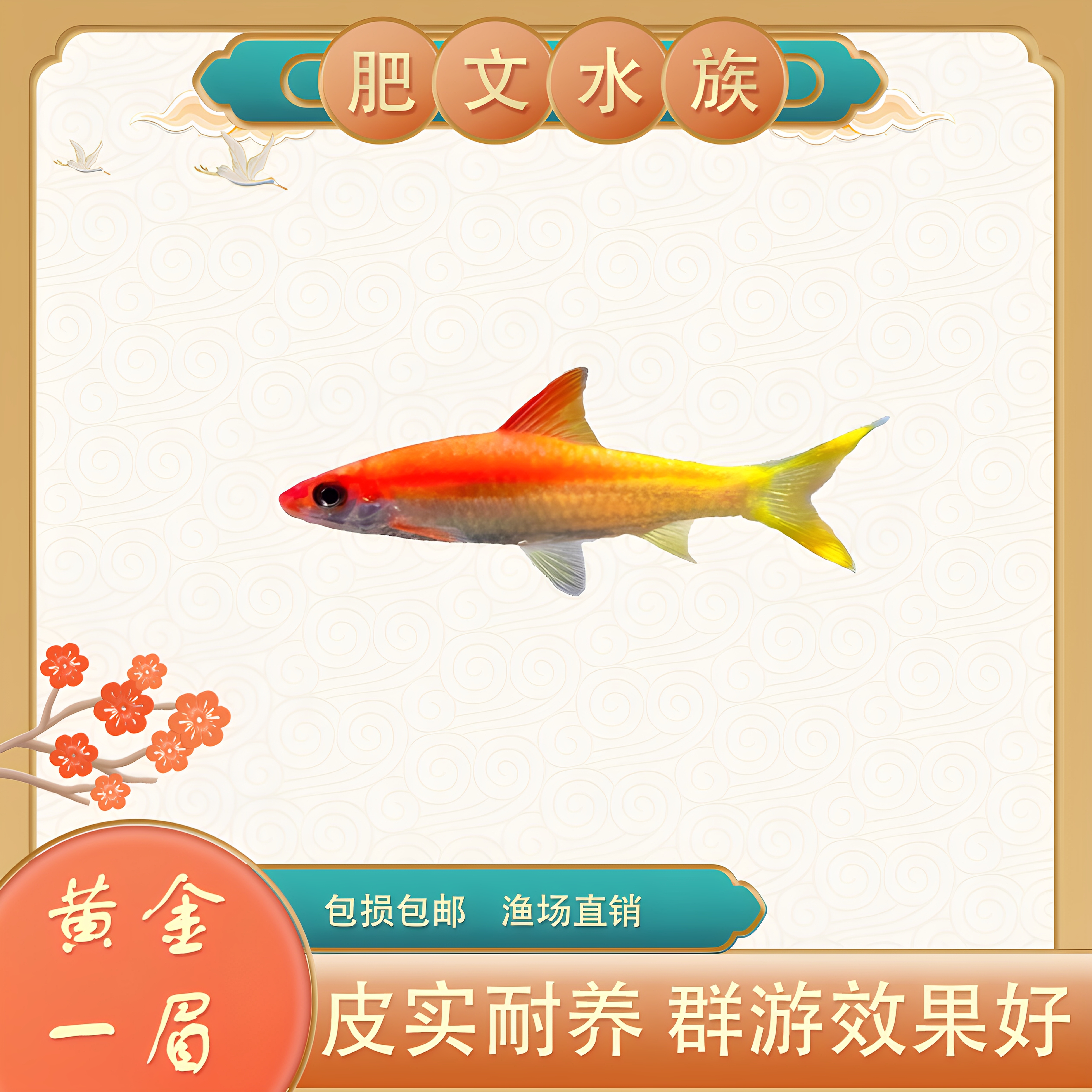 黄化一眉道人鱼红眉灯科鱼小型淡水草缸群游好养热带观赏鱼活体