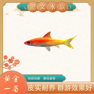 黄化一眉道人鱼红眉灯科鱼小型淡水草缸群游好养热带观赏鱼活体