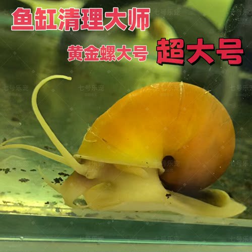 黄金螺大号超大号观赏螺清洁螺鱼缸除藻螺鱼缸清洁擦缸螺除丝藻