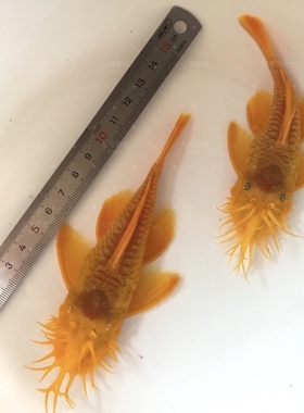 黄金胡子鱼清洁鱼缸24K红眼蓝眼底层吸盘热带鱼黄金胡子鱼  饲料