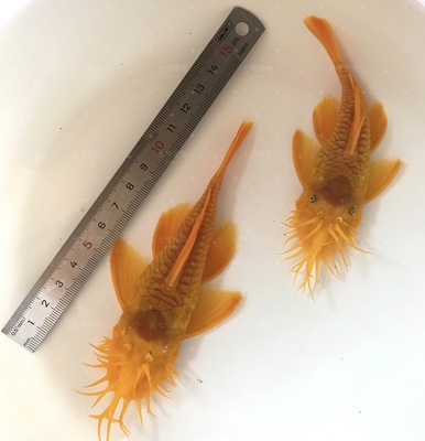 黄金胡子鱼清洁鱼缸24K红眼蓝眼底层吸盘热带鱼黄金胡子鱼  饲料