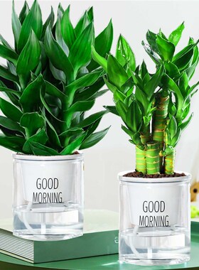 观音竹富贵竹水培植物带根花卉绿植绿萝室内盆栽转运竹带花瓶好养